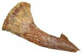 Bargain, Fossil Sawfish (Onchopristis) Rostral Barb - Morocco #356462-1